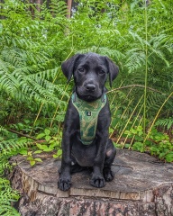 Puppy Survival Thread - for old and new pups heading into winter