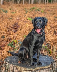 Puppy Survival Thread - for old and new pups heading into winter