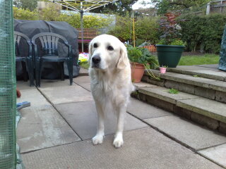 What do I need to know about getting a golden retriever?