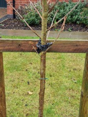 Tree experts