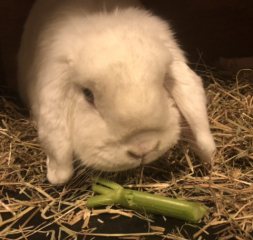 Frugal Friends Facing Forward with Fortitude