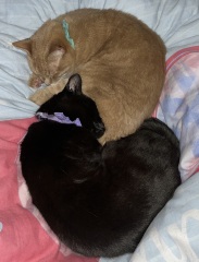 Christmas with the Excellent Cats
