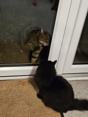 Thug cat part 5 - For he will not do destruction, if he is well-fed, neither will he spit without provocation.