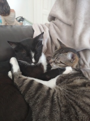 Christmas with the Excellent Cats