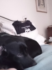 Puppy crying all night