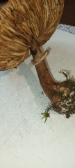 Does anyone know anything about mushrooms?