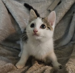 Girl kitten names please