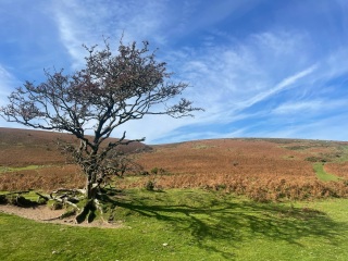 Come chat hiking with me!