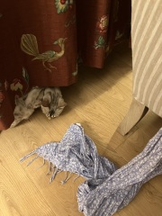 The Very Eventful Lives of the Excellent Cats
