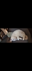Advice needed for situation with poorly cat