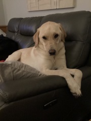 Will you help me name my dog?