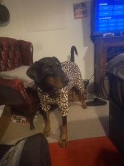 Why are dogs wearing clothes all of a sudden ??!