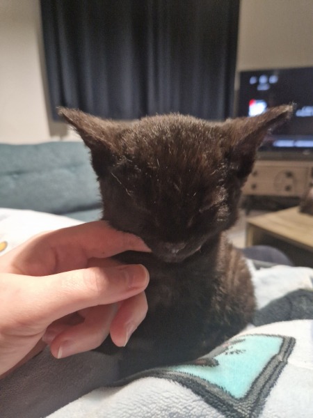My new curley haired kitten