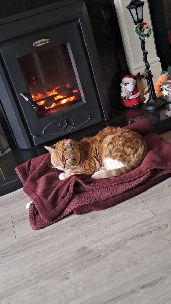 Cat Licking Coal