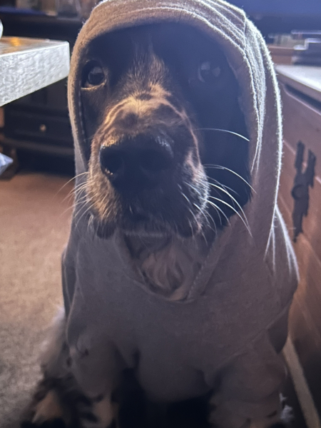 What is your dog doing right now?