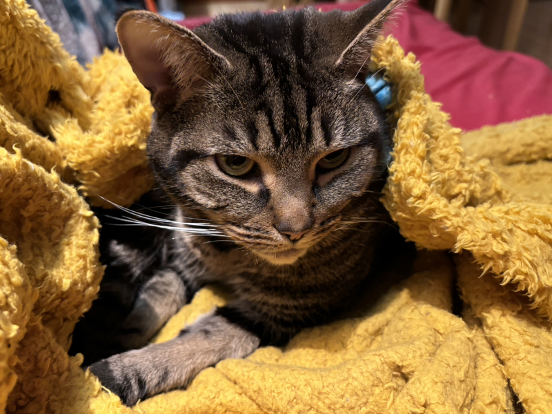 Tales and Tails and NMCs  -  the Excellent Cats March On