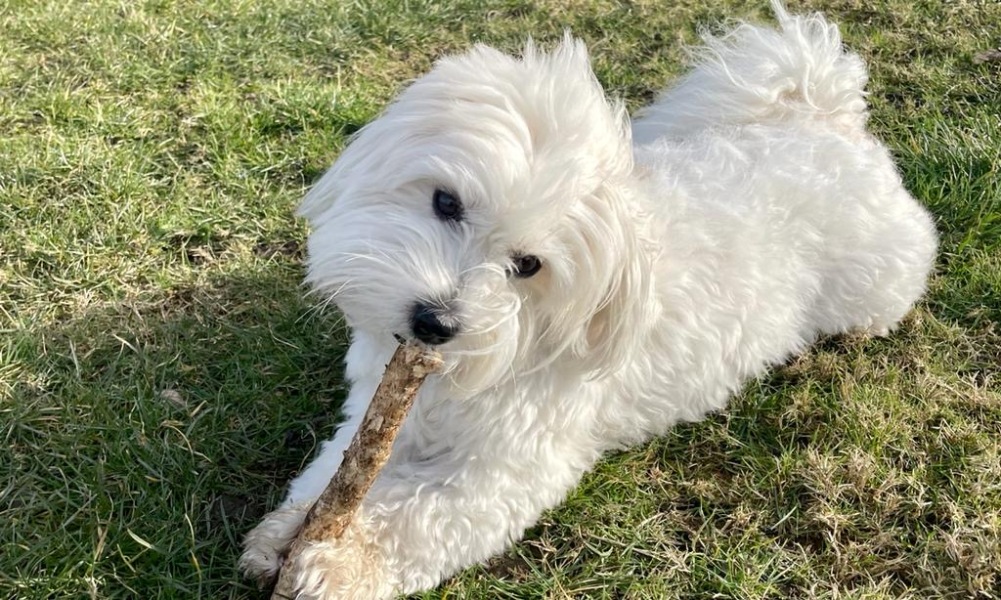 Need help identifying dog!