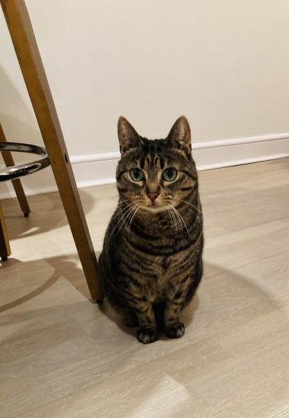Tales and Tails and NMCs  -  the Excellent Cats March On