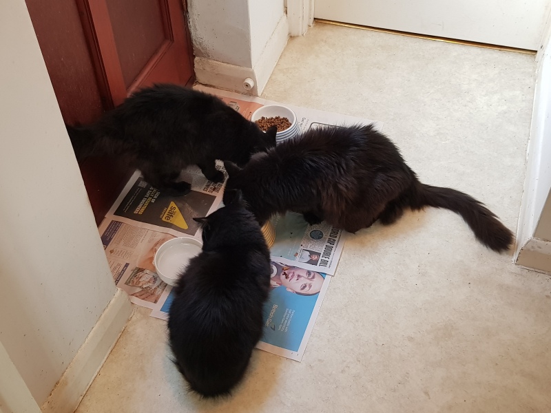 Would anyone like to meet our new babies?