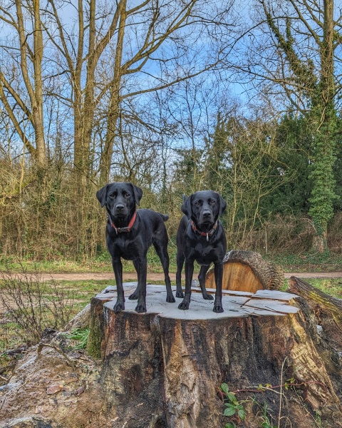 Puppy Survival Thread - for old and new pups heading into winter