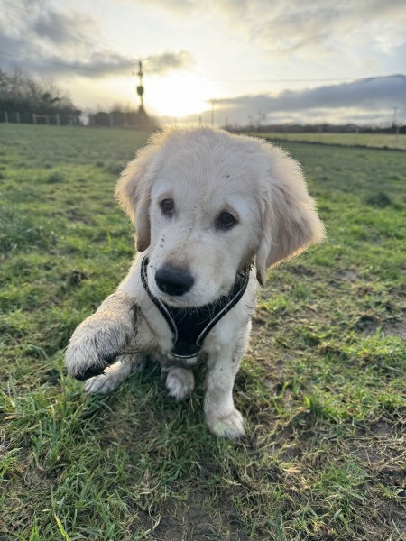 New puppy is so high energy. I'm exhausted