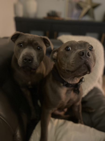 What is your dog doing right now?