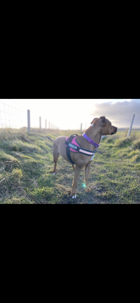 Will my dog be classed as a ‘type’?