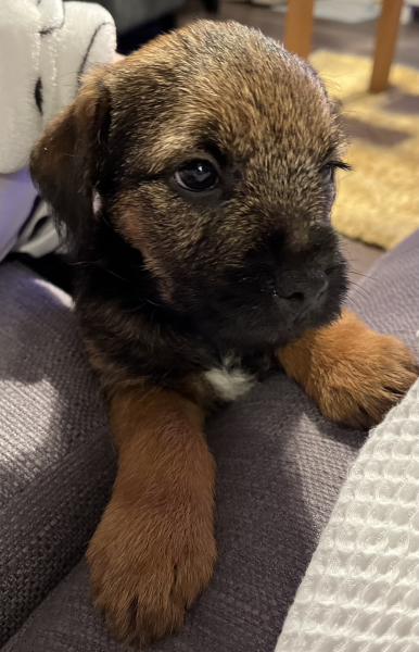 Puppy Survival Thread - for old and new pups heading into winter