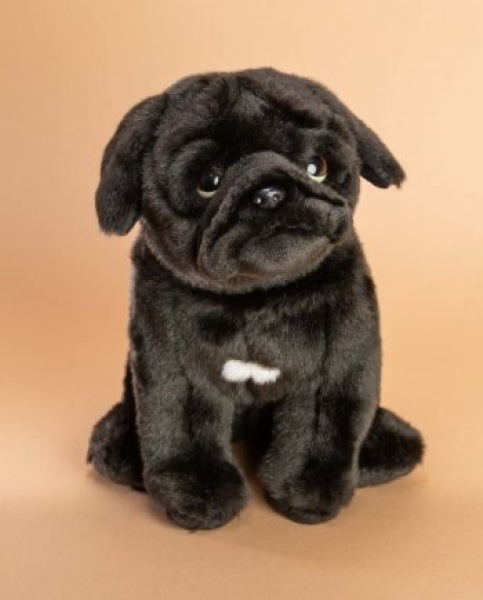Which small dog is best to join our house with an indoor cat?