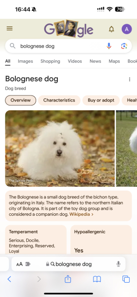 This is my DD’s rescue dog-and here’s the game.