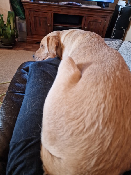 Does anyone else have a very slim Labrador? 