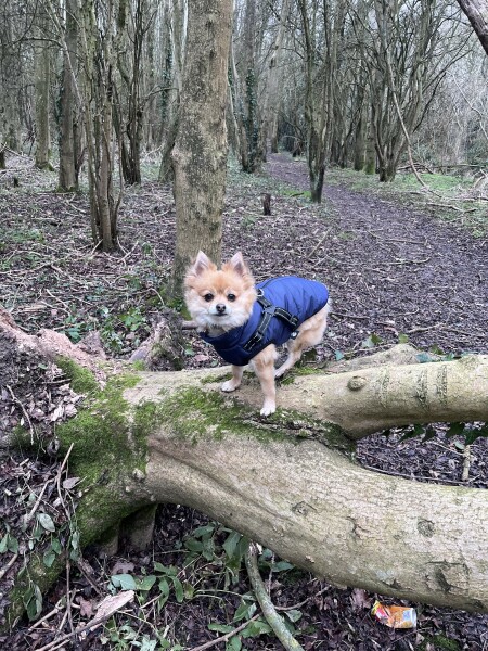 I've never had a dog in my life, but I'm looking at chihuahuas