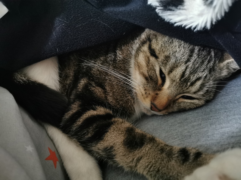 Christmas bargain prequel thread