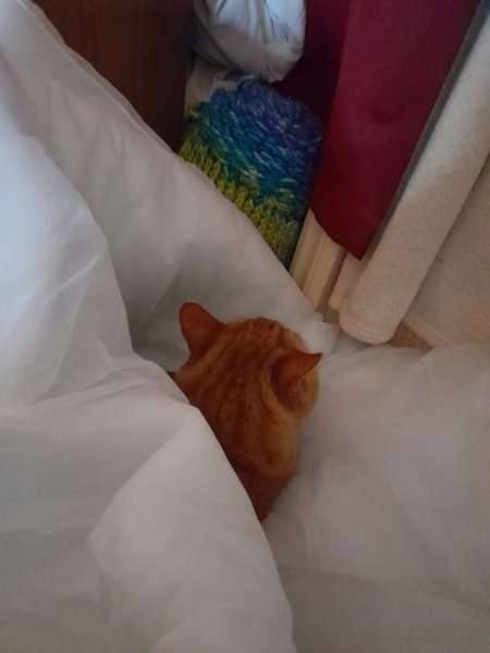Pet photo thread