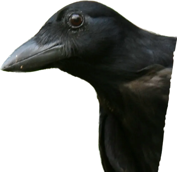 To be scared that I’m still marked by the crows?