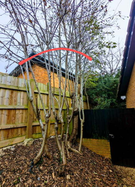 cut those trees, any risk of heave?