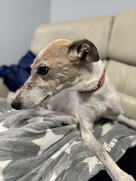 please cheer me up with photos of your guilty looking dogs
