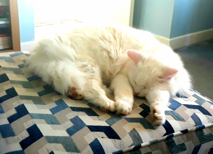 Tales and Tails and NMCs  -  the Excellent Cats March On