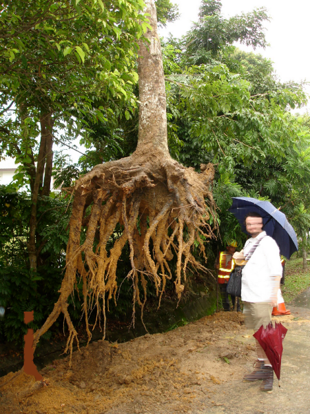 cut those trees, any risk of heave?