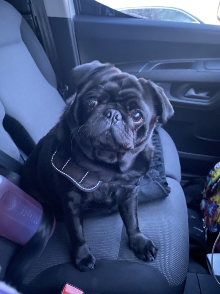 Pet photo thread