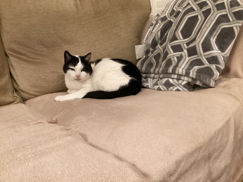 Tips for welcoming nervous rescue/feral cat?