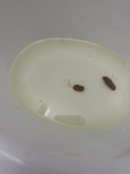 Is this worms, surely not again?
