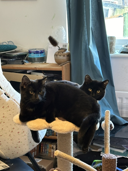 Would anyone like to meet our new babies?