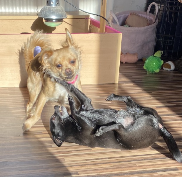 I've never had a dog in my life, but I'm looking at chihuahuas
