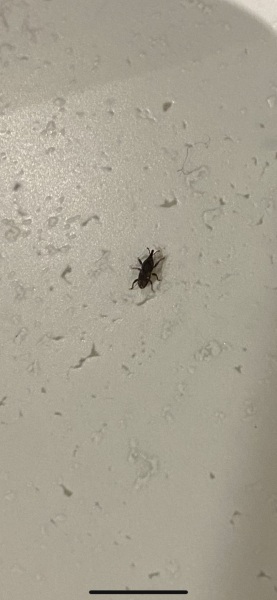 What are these insects I keep having in my kitchen?