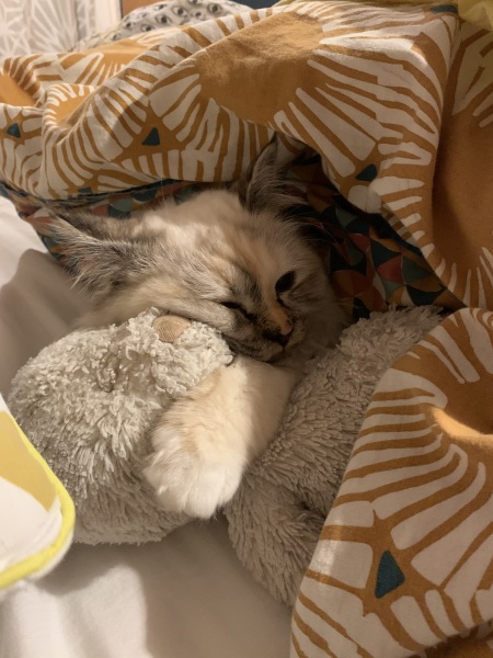 To feel guilty I have indoor cats?
