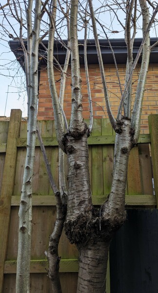 cut those trees, any risk of heave?