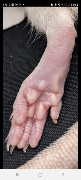 What small furry might be suitable?