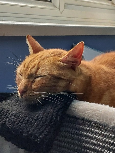 Brexit mega thread part 12: David Cameron: Return of the King