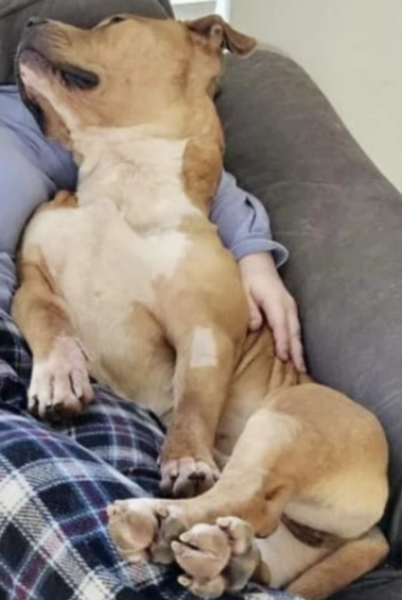 XL bully dogs and Scotland